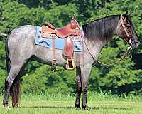 blue-roan-all-around-horse