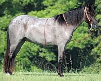 blue-roan-beginner-horse