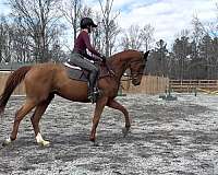 chestnut-blaze-socks-horse