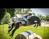 jumper-thoroughbred-horse