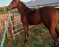 quarter-horse-for-sale