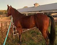 quarter-horse