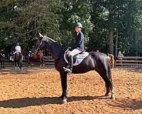 hunter-pace-dutch-warmblood-horse