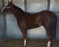 barrel-quarter-horse