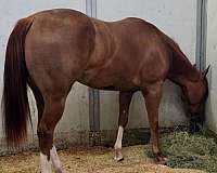 barrel-racing-quarter-horse