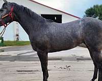 athletic-quarter-horse