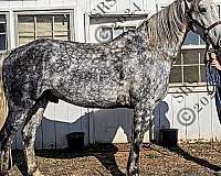 dapple-grey-horse-andalusian