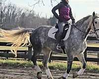 fences-andalusian-horse