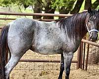 12-hand-quarter-pony-stallion