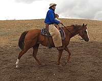 horsemanship-appendix-horse