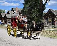 brown-cowboy-mounted-shooting-horse