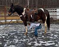 bay-overo-trail-trail-riding-horse