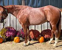 athletic-quarter-horse