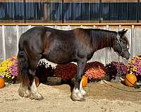 all-around-gypsy-vanner-horse