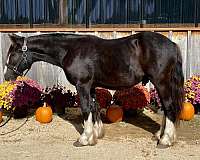 athletic-gypsy-vanner-horse