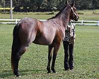 all-around-quarter-horse