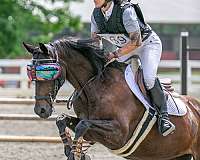 15-hand-akhal-teke-mare