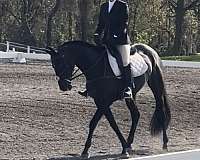 black-akhal-teke-for-sale