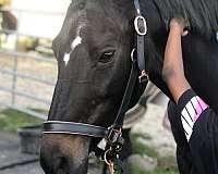 black-akhal-teke-mare