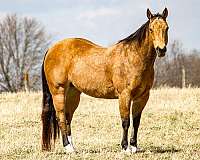 buckskin-therapy-horse