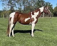 has-reining-paint-horse