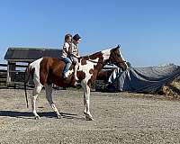 barrel-trail-training-family-horse-paint