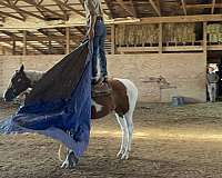 has-reining-horse