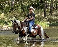 barrel-trail-training-family-horse-mare