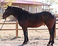 trail-appaloosa-percheron-horse