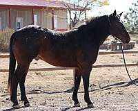 western-family-gelding