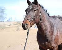 lessons-appaloosa-percheron-horse