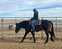 all-around-appaloosa-percheron-horse