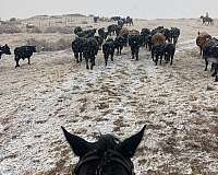 cross-trail-appaloosa-percheron-horse