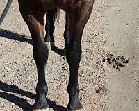 western-family-appaloosa-percheron-horse