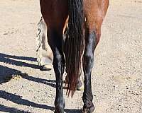 black-appaloosa-percheron-gelding