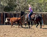 cute-gelding-quarter-pony