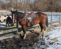 roan-sorrel-paint-quarter-horse-gelding-mare