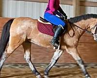 made-pony-gelding