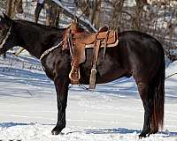 all-around-quarter-horse