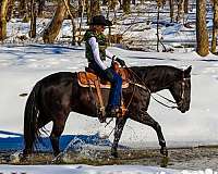 drill-team-quarter-horse