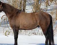 athletic-quarter-horse