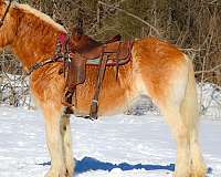 trail-class-competi-haflinger-horse