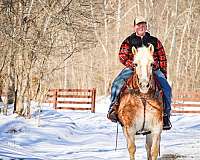 all-around-haflinger-horse