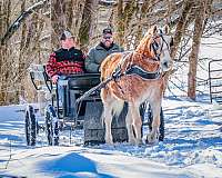 athletic-haflinger-horse