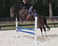 gov-warmblood-gelding