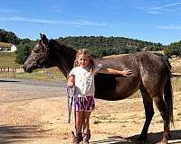 companion-colt-foal