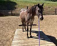 lesson-colt-foal