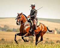 upper-level-dressage-andalusian-horse