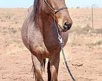 ranch-mustang-horse