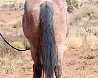 horsemanship-mustang-horse